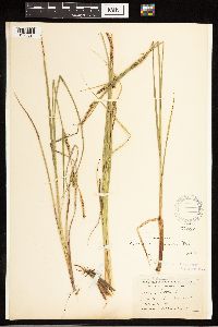 Carex lasiocarpa image