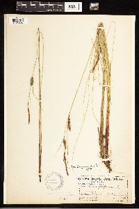 Carex lasiocarpa image