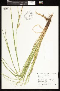 Carex lasiocarpa image