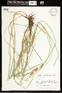 Carex lasiocarpa image