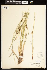 Carex lasiocarpa image