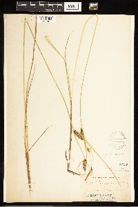 Carex lasiocarpa image