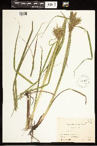 Carex lupulina image