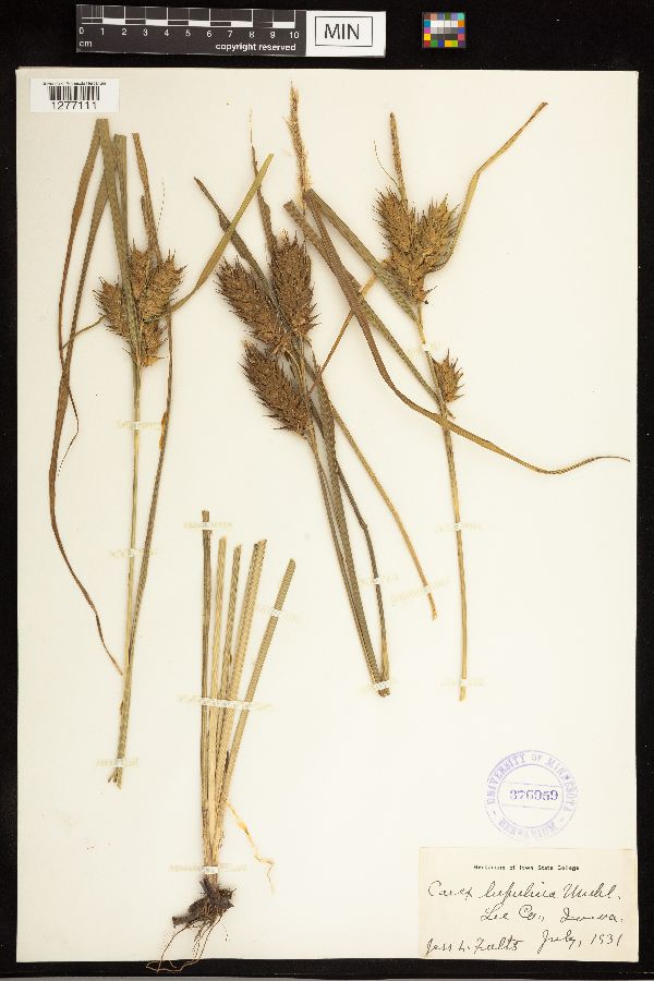 Carex lupulina image
