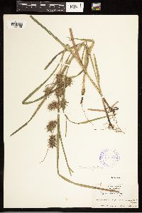 Carex lupulina image