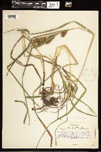 Carex lupulina image