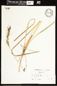 Carex nebrascensis image