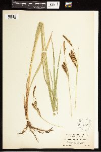 Carex nebrascensis image