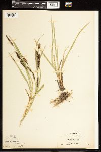 Carex nebrascensis image