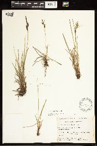 Carex nigra image