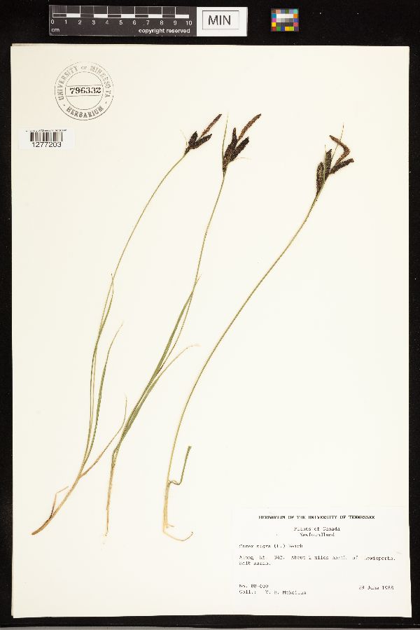 Carex nigra image