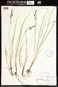 Carex nigra image