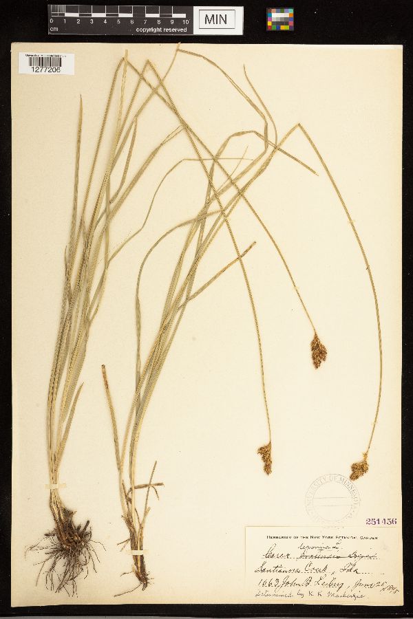 Carex ovalis image