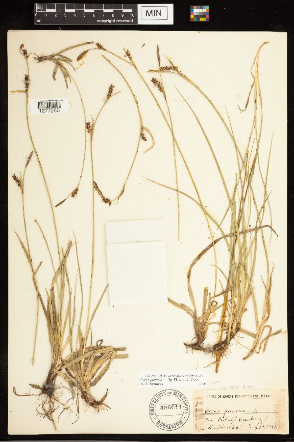 Carex panicea image