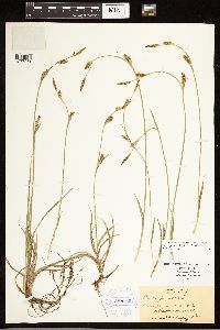 Carex panicea image