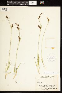 Carex panicea image