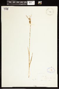 Carex panicea image
