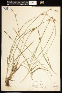 Carex panicea image