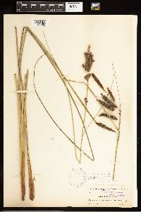 Carex verrucosa image