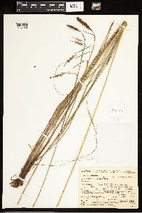 Carex verrucosa image