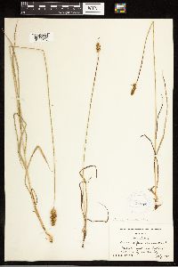 Thumbnail image of current specimen