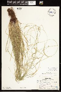 thumbnail image of current specimen