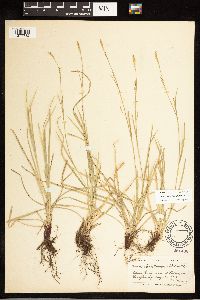 thumbnail image of current specimen