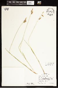 Carex castanea image