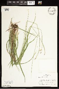 Carex castanea image