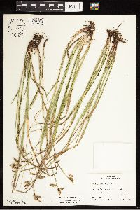 Carex castanea image