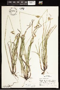Carex castanea image