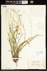 Carex castanea image