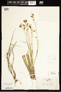 Carex castanea image