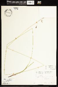 Carex castanea image