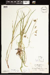Carex castanea image