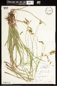 Carex castanea image