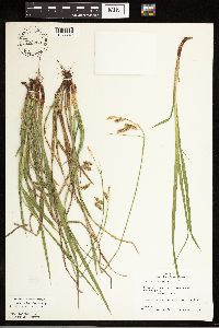Carex castanea image