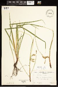 Carex castanea image