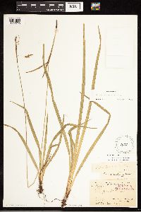 Carex castanea image