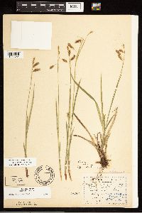 Carex castanea image