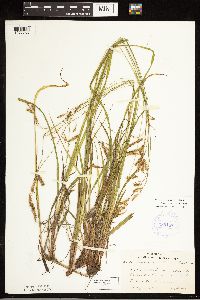 Carex castanea image