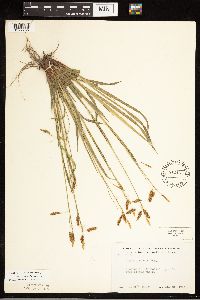 Carex castanea image