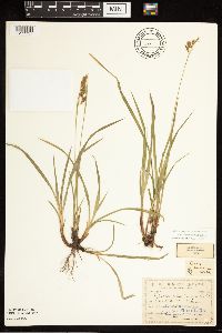 Carex castanea image