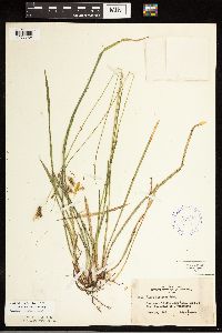 Carex castanea image