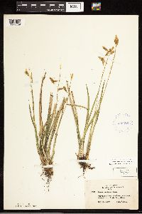 Carex castanea image