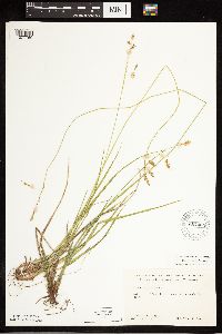 Carex castanea image