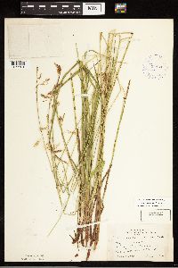 Carex castanea image
