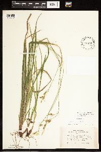 Carex castanea image