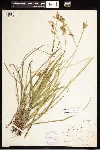 Carex castanea image