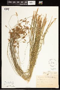 Carex castanea image